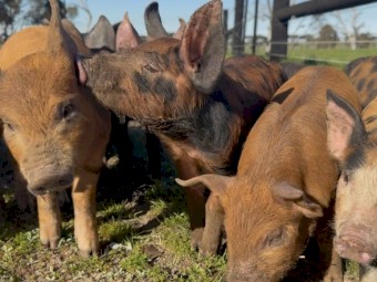 Spit Piglets x 33