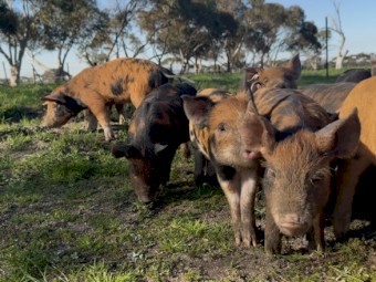 Spit Piglets x 33