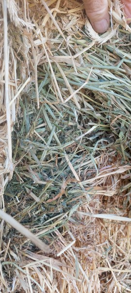 Barley and Lucerne hay