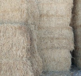 Lucerne 90% barley 10%