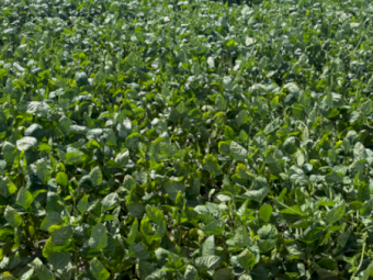 500mt Cow Pea and Grass Hay 8x4x3 Bales
