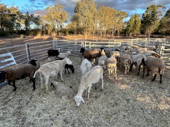 Aussie Whites & Dorper X