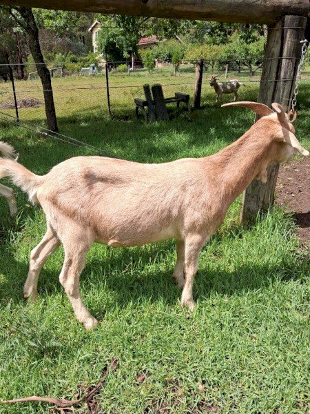 Boer x Toggenburg wethers
