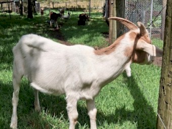 Boer x Toggenburg wethers
