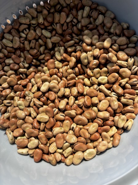 44mt Samira Faba Beans