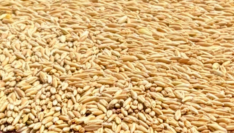 40mt Goldie Oats