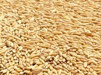 40mt Goldie Oats