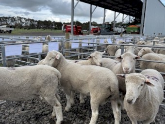 Summer Ram run out!