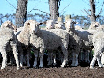 Summer Ram run out!