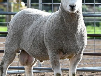 Summer Ram run out!