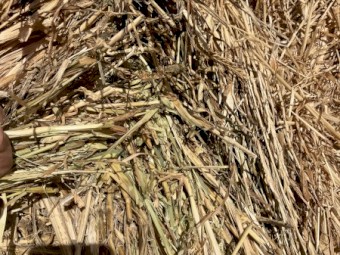 500mt Oaten Hay 550kg 8x4x3 Bales