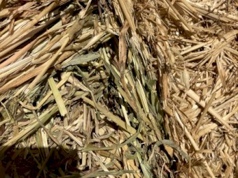 500mt Oaten Hay 550kg 8x4x3 Bales