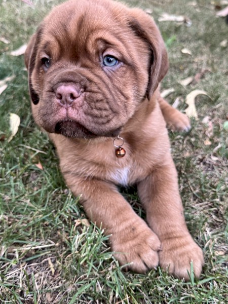 Dogue De Bourdeax Puppies x 4