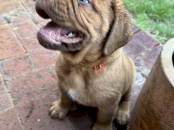 Dogue De Bourdeax Puppies x 4
