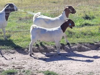 STUD AND COMMERCIAL QUALITY BOER GOATS