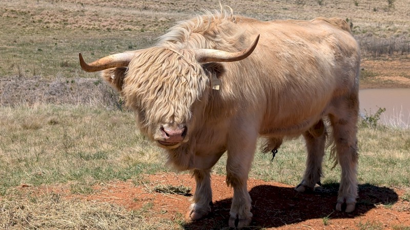 Highland Bull Snowy 