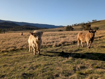 Highland Bull Snowy 