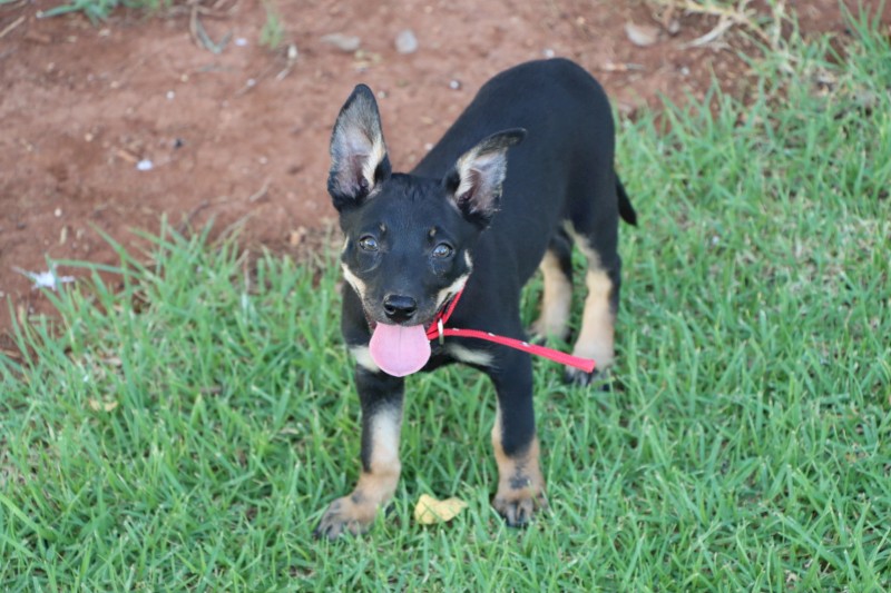 Kelpie Pups x 3