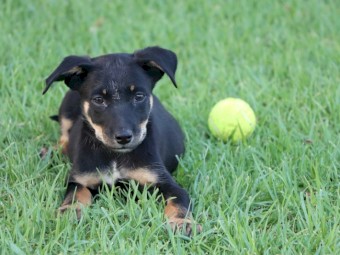 Kelpie Pups x 3