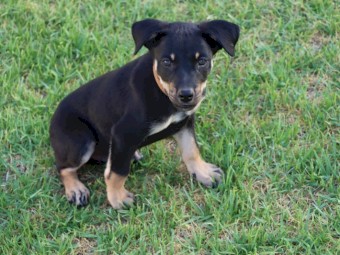 Kelpie Pups x 3