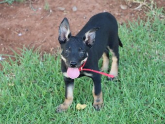 Kelpie Pups x 3