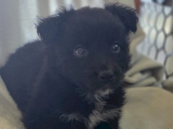 Border Collie Puppies x 10