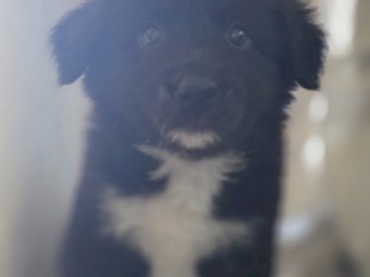 Border Collie Puppies x 10