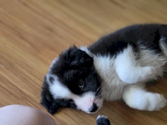 Border Collie Puppies x 10