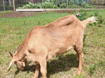 GOATS - Boer x Toggenburg