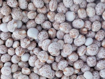 240mt Jurien Lupins