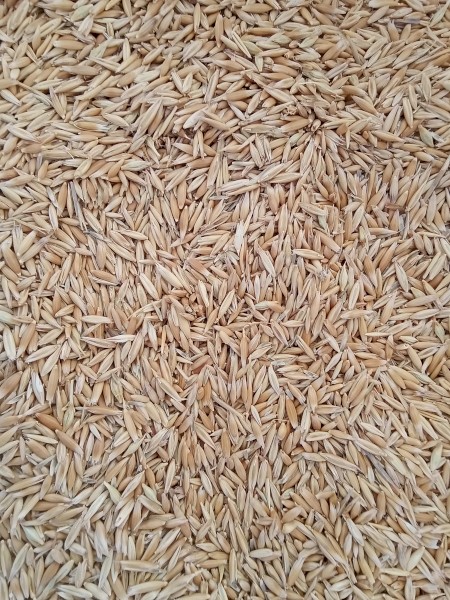 20mt Yarran Oats