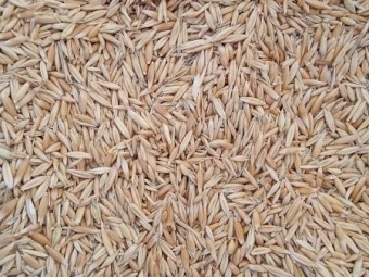 20mt Yarran Oats