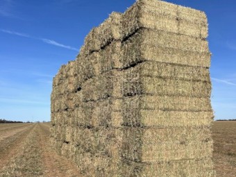 200mt Vetch/Pea Hay 8x4x3 Bales