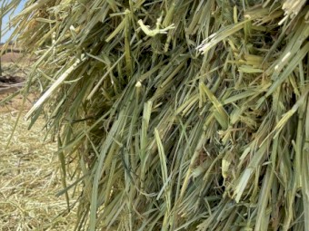 89mt Oaten Hay 680kg 8x4x3 Bales