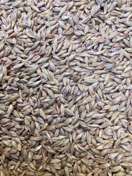 60mt Moby Forage Barley