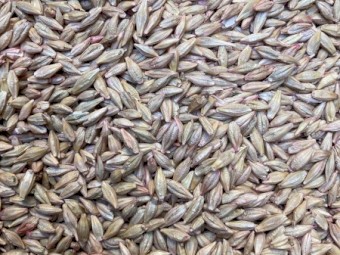 60mt Moby Forage Barley