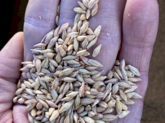 60mt Moby Forage Barley
