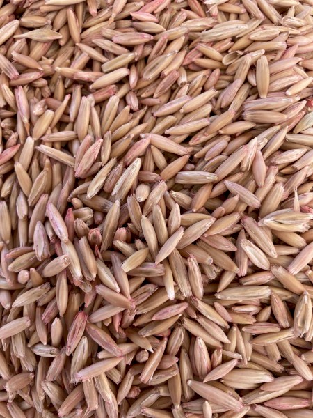 Mulgara Hay Oats