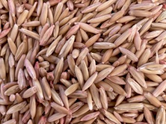Mulgara Hay Oats