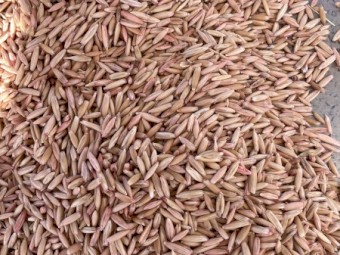 Mulgara Hay Oats
