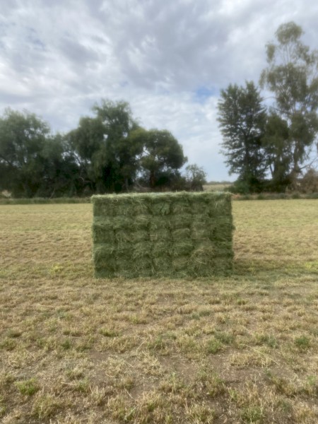 1500 x Lucerne Hay Small Squares
