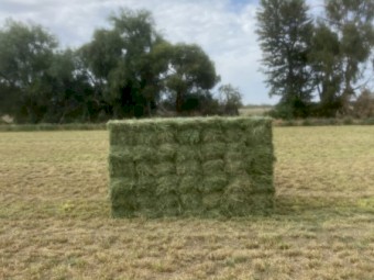 1500 x Lucerne Hay Small Squares