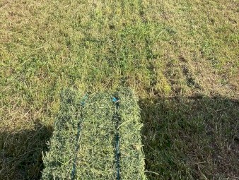 1500 x Lucerne Hay Small Squares