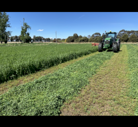 1500 x Lucerne Hay Small Squares