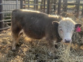 Miniature Hereford x Bull for sale