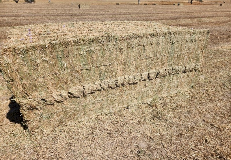 300mt Vetch Hay 8x4x3 Bales