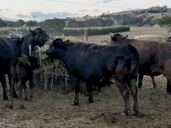 Full blood wagyu cows, heifers, steers