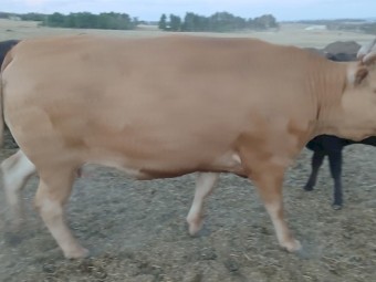 Full blood wagyu cows, heifers, steers