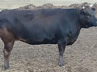Full blood wagyu cows, heifers, steers