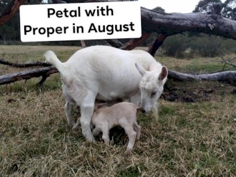 Healthy quality pet and dairy goats